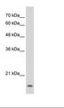 MAFG Antibody - HepG2 Cell Lysate.  This image was taken for the unconjugated form of this product. Other forms have not been tested.
