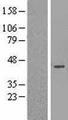 MAGEB3 Protein - Western validation with an anti-DDK antibody * L: Control HEK293 lysate R: Over-expression lysate