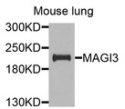 MAGI3 Antibody - Western blot analysis of extracts of mouse lung cells.
