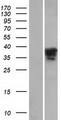 MAGIX Protein - Western validation with an anti-DDK antibody * L: Control HEK293 lysate R: Over-expression lysate