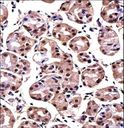 MAGOH Antibody - MAGOH Antibody immunohistochemistry of formalin-fixed and paraffin-embedded human stomach tissue followed by peroxidase-conjugated secondary antibody and DAB staining.