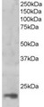 MAGOH Antibody - Goat Anti-MAGOH Antibody (1ug/ml) staining of nuclear HeLa lysate (35µg protein in RIPA buffer). Primary incubation was 1 hour. Detected by chemiluminescencence.