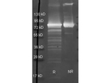 Maltose Phosphorylase Antibody - Goat anti Maltose Phosphorylase antibody was used to detect Maltose Phosphorylase under reducing (R) and non-reducing (NR) conditions. Reduced samples of purified target proteins contained 4% BME and were boiled for 5 minutes. Samples of ~1ug of protein per lane were run by SDS-PAGE. Protein was transferred to nitrocellulose and probed with 1:3000 dilution of primary antibody. Detection shown was using Dylight 488 conjugated Donkey anti goat. Images were collected using the BioRad VersaDoc System