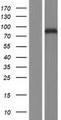 MAMDC2 Protein - Western validation with an anti-DDK antibody * L: Control HEK293 lysate R: Over-expression lysate