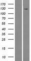 MAMDC4 Protein - Western validation with an anti-DDK antibody * L: Control HEK293 lysate R: Over-expression lysate