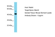 MAML2 Antibody -  This image was taken for the unconjugated form of this product. Other forms have not been tested.