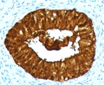 MAML3 / CAGH3 Antibody -  This image was taken for the unmodified form of this product. Other forms have not been tested.