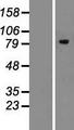 MAN1B1 Protein - Western validation with an anti-DDK antibody * L: Control HEK293 lysate R: Over-expression lysate