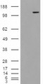 MAN2A1 / Mannosidase II Antibody - HEK293 overexpressing Man2A1 (RC220186) and probed with (mock transfection in first lane).