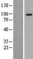 MANBA Protein - Western validation with an anti-DDK antibody * L: Control HEK293 lysate R: Over-expression lysate