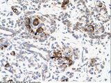 MAP2K2 / MKK2 / MEK2 Antibody - MAP2K2 / MEK2 antibody MAP2K2(mitogen-activated protein kinase kinase 2) Antibody was used in IHC to stain formalin-fixed, paraffin-embedded human pancreas.  This image was taken for the unconjugated form of this product. Other forms have not been tested.