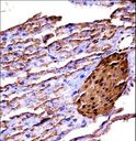 MAP3K2 / MEKK2 Antibody - Mouse Map3k2 immunohistochemistry of formalin-fixed and paraffin-embedded mouse pancreas tissue followed by peroxidase-conjugated secondary antibody and DAB staining.