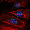MAP3K2 / MEKK2 Antibody - Immunofluorescence of 3T3-L1 cells using MAP3K2 mouse monoclonal antibody (green). Blue: DRAQ5 fluorescent DNA dye. Red: Actin filaments have been labeled with Alexa Fluor-555 phalloidin.