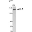 MAP3K5 / ASK1 Antibody - Western blot of ASK 1 antibody