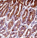 MAP3K7 / TAK1 Antibody - Mouse Map3k7 Antibody immunohistochemistry of formalin-fixed and paraffin-embedded mouse stomach tissue followed by peroxidase-conjugated secondary antibody and DAB staining.