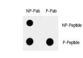MAP3K7 / TAK1 Antibody - Dot blot of Phospho-MAP3K7-S192 polyclonal antibody on nitrocellulose membrane. 50ng of Phospho-peptide or Non Phospho-peptide per dot were adsorbed. Antibody working concentration was 0.5ug per ml. P-antibody: phospho-antibody; P-Peptide: phospho-peptide; NP-Peptide: non-phospho-peptide.