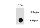 MAP3K7 / TAK1 Antibody - Dot blot of Phospho-MAP3K7-T187 polyclonal antibody on nitrocellulose membrane. 50ng of Phospho-peptide or Non Phospho-peptide per dot were adsorbed. Antibody working concentration were 0.5ug per ml.