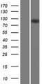 MAP6 Protein - Western validation with an anti-DDK antibody * L: Control HEK293 lysate R: Over-expression lysate