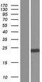 MAP6D1 Protein - Western validation with an anti-DDK antibody * L: Control HEK293 lysate R: Over-expression lysate