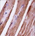 MAPK3 / ERK1 Antibody - Mouse Mapk3 Antibody immunohistochemistry of formalin-fixed and paraffin-embedded mouse skeletal muscle followed by peroxidase-conjugated secondary antibody and DAB staining.