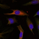 MAPKAPK2 / MAPKAP Kinase 2 Antibody - Immunofluorescence staining of methanol-fixed HeLa cells using MAPKAPK-2(Ab-334) antibody.