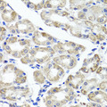 MAPKBP1 Antibody - Immunohistochemistry of paraffin-embedded human stomach tissue.