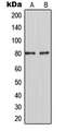 MARCKS Antibody - Western blot analysis of MARCKS expression in HeLa (A); RAW264.7 (B) whole cell lysates.