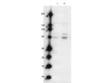 MARK2 Antibody - Western Blot of Rabbit anti-MARK2pT595 antibody. Lane 1: wild type Jurkat cells. Lane 2: wild type Jurkat cells stimulated with CD3/CD28 (T-cell receptor stimulation). Load: 35 µg per lane. Primary antibody: MARK2 pT595 antibody at 1:500 for overnight at 4°C. Secondary antibody: IRDye800™ rabbit secondary antibody at 1:10,000 for 45 min at RT.