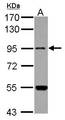 MARS2 Antibody - Sample (30 ug of whole cell lysate) A: U87-MG 7.5% SDS PAGE MARS2 antibody diluted at 1:500