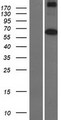 MARS2 Protein - Western validation with an anti-DDK antibody * L: Control HEK293 lysate R: Over-expression lysate