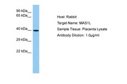 MAS1L / MRG Antibody -  This image was taken for the unconjugated form of this product. Other forms have not been tested.