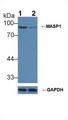 MASP1 / MASP Antibody - Knockout Varification: Lane 1: Wild-type Hela cell lysate; Lane 2: MASP1 knockout Hela cell lysate; Predicted MW: 80,82kDa Observed MW: 90kDa Primary Ab: 1µg/ml Rabbit Anti-Mouse MASP1 Antibody Second Ab: 0.2µg/mL HRP-Linked Caprine Anti-Rabbit IgG Polyclonal Antibody