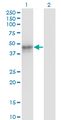 MAT / MAT1A Antibody - Western Blot analysis of MAT1A expression in transfected 293T cell line by MAT1A monoclonal antibody (M01), clone 4D11.Lane 1: MAT1A transfected lysate(43.6 KDa).Lane 2: Non-transfected lysate.