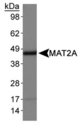 MAT2A Antibody - MAT2A Antibody - Detection of MAT2A in HepG2 whole cell lysates.  This image was taken for the unconjugated form of this product. Other forms have not been tested.