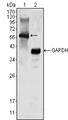 MATK Antibody - Western blot using MATK mouse monoclonal antibody against K562 cell lysate (1).