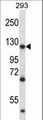 MATR3 / Matrin 3 Antibody - MATR3 Antibody western blot of 293 cell line lysates (35 ug/lane). The MATR3 antibody detected the MATR3 protein (arrow).