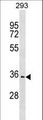 MAWDBP / PBLD Antibody - PBLD Antibody western blot of 293 cell line lysates (35 ug/lane). The PBLD antibody detected the PBLD protein (arrow).
