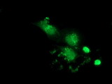 MAWDBP / PBLD Antibody - Anti-PBLD mouse monoclonal antibody  immunofluorescent staining of COS7 cells transiently transfected by pCMV6-ENTRY PBLD.