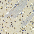 MAX Antibody - Immunohistochemistry of paraffin-embedded mouse brain tissue.