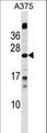 MBD3L1 Antibody - MBD3L1 Antibody western blot of A375 cell line lysates (35 ug/lane). The MBD3L1 antibody detected the MBD3L1 protein (arrow).