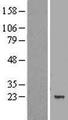 MBD3L1 Protein - Western validation with an anti-DDK antibody * L: Control HEK293 lysate R: Over-expression lysate