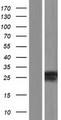 MBD3L2 Protein - Western validation with an anti-DDK antibody * L: Control HEK293 lysate R: Over-expression lysate