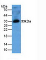 MBL2 / Mannose Binding Protein Antibody - Western Blot; Sample: Human Plasma Tissue.