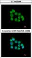 MBNL3 Antibody - Immunofluorescence of paraformaldehyde-fixed A431 using MBNL3 antibody at 1:200 dilution.