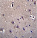 MCF2 / DBL Antibody - MCF2 Antibody immunohistochemistry of formalin-fixed and paraffin-embedded human brain tissue followed by peroxidase-conjugated secondary antibody and DAB staining.