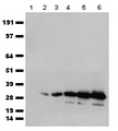 mCherry Antibody - HEK293T cells were transfected with the pCMV6-ENTRY mCherry cDNA and the cell lysates were collected after 48 hours. 0ug, 0.1ug, 0.2ug, 0.4ug, 0.8ug, 1.6ug of lysates. (lane 1 to lane 6 respectively) were separated by SDS-PAGE and immunoblotted with Rabbit mCherry polyclonal antibody  at 1:10000.