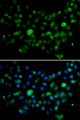 MCM10 Antibody - Immunofluorescence analysis of A549 cells.