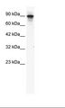 MCM2 Antibody - Jurkat Cell Lysate.  This image was taken for the unconjugated form of this product. Other forms have not been tested.