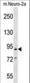 MCM2 Antibody - Mouse Mcm2 Antibody western blot of mouse Neuro-2a cell line lysates (35 ug/lane). The Mcm2 antibody detected the Mcm2 protein (arrow).