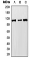MCM8 Antibody - Western blot analysis of MCM8 expression in HEK293T (A); Raw264.7 (B); H9C2 (C) whole cell lysates.